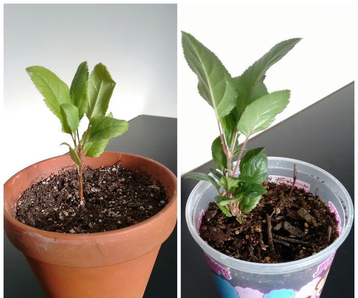 two pictures of a potted plant with green leaves and dirt on the ground next to it