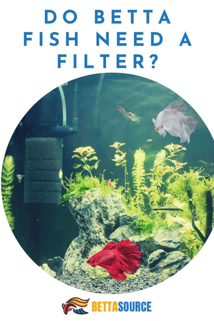 a fish in an aquarium with the words do betta fish need a filter?