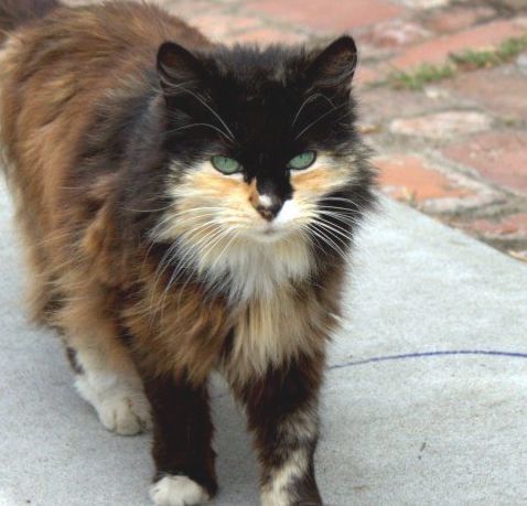 a black and white cat with green eyes standing on a sidewalk next to a brick walkway