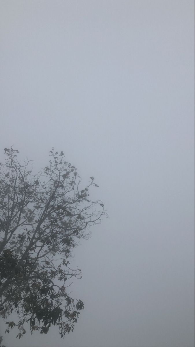 a lone tree in the fog on a cloudy day