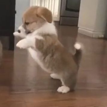 two cats playing with each other on the floor