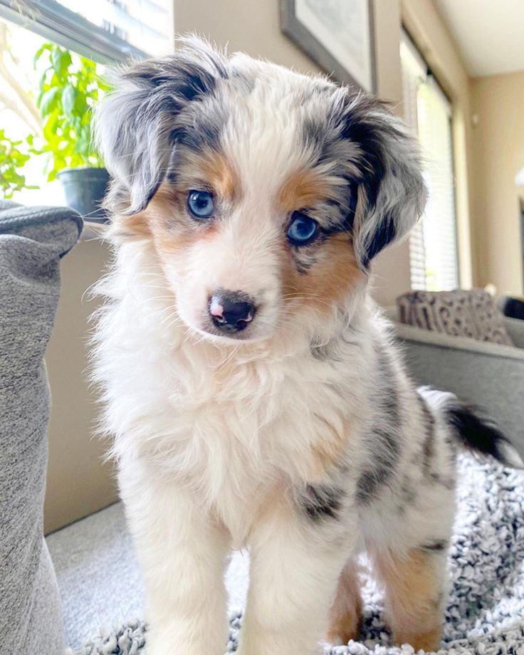 a small dog with blue eyes standing on a rug in front of a window and looking at the camera