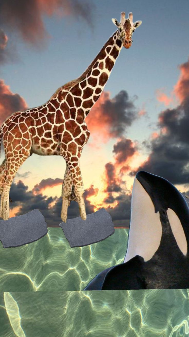 an orca whale and a giraffe standing in the water near each other