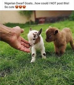 two small goats being petted by someone's hand on the grass in front of them