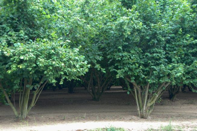 several trees are lined up in the dirt