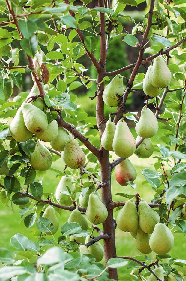 pears growing on a tree in an orchard