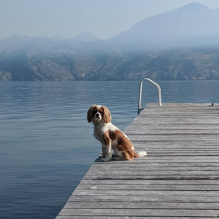 a brown and white dog sitting on top of a wooden dock next to the water