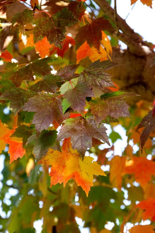 autumn leaves hang from the branches of a tree