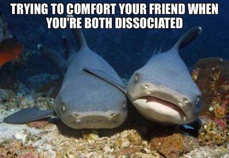 two gray sharks are laying on the rocks under water and one is looking at the camera