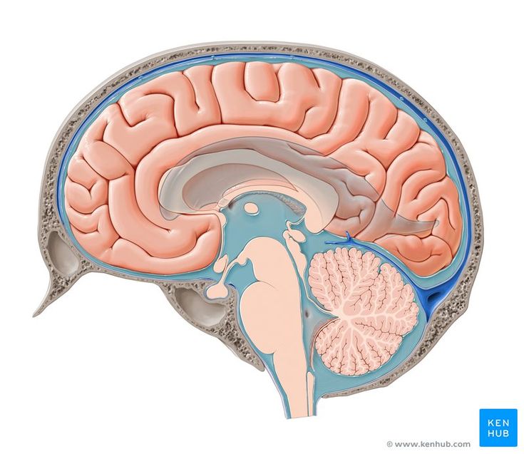 the human brain is shown in this diagram