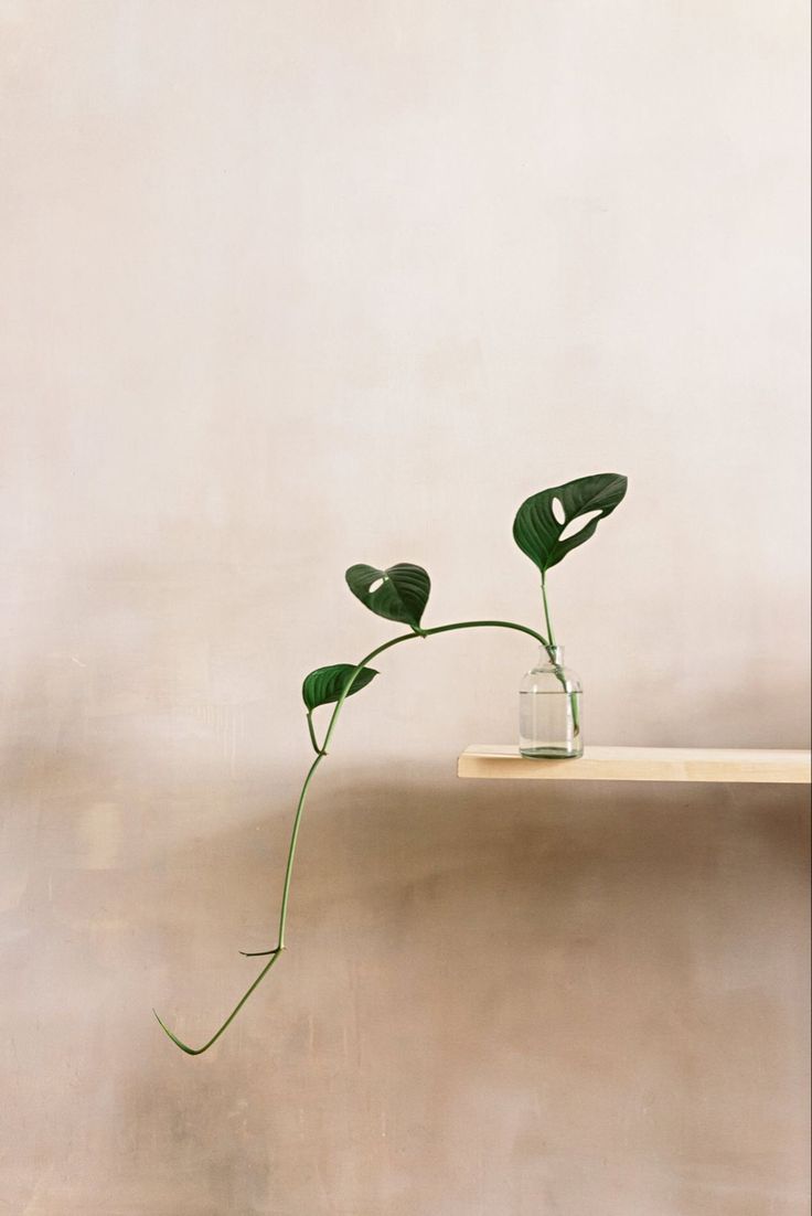 a plant is sitting on a shelf with a glass in front of it and the wall behind it