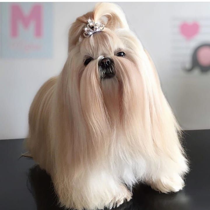 a white dog with long hair sitting on top of a black table next to a pink wall