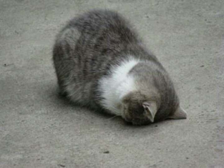 a cat laying on the ground with its head in it's mouth and caption that reads, and via expiio mil vezes ezes e a pesoa