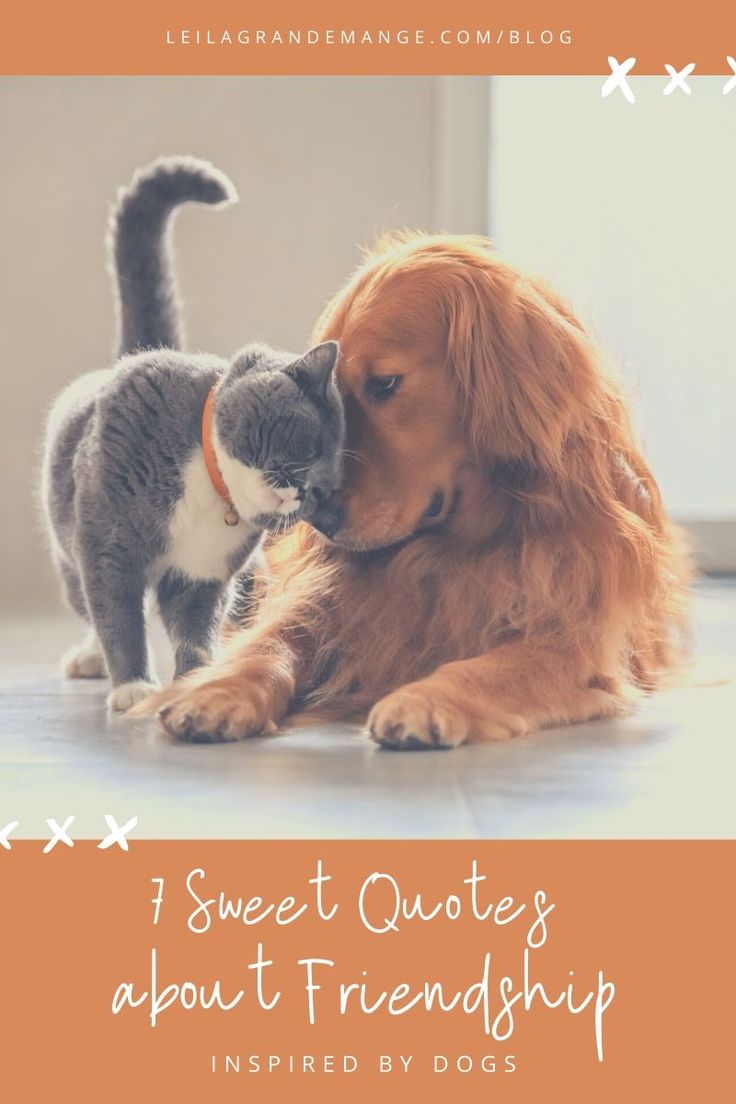 a dog and cat are touching noses with the caption, i sweet quotes about friends inspired by dogs