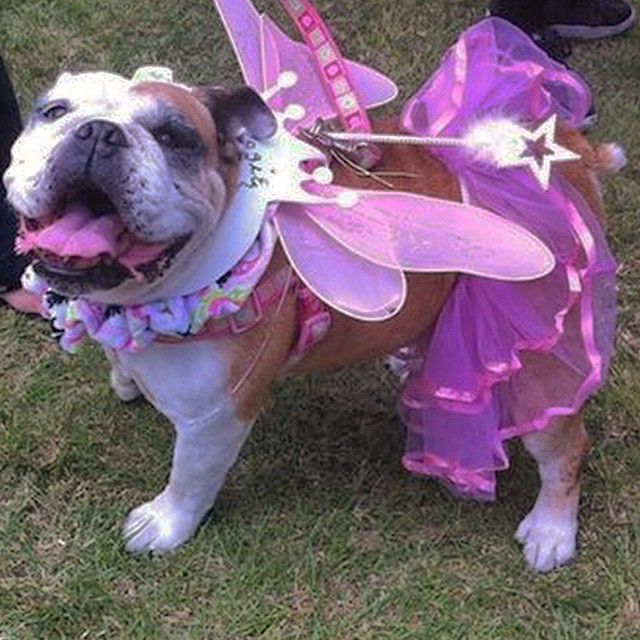 a dog dressed up in a fairy costume