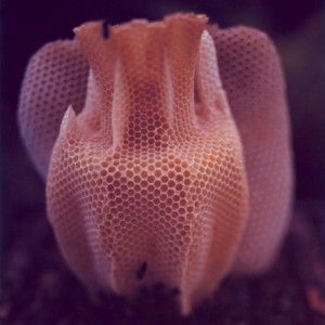 a close up view of an animal's head with mesh coverings on it