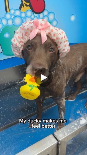 a brown dog wearing a pink and white hat with a rubber duck toy in it's mouth