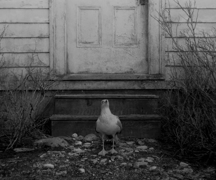 a black and white photo of a seagull in front of a door