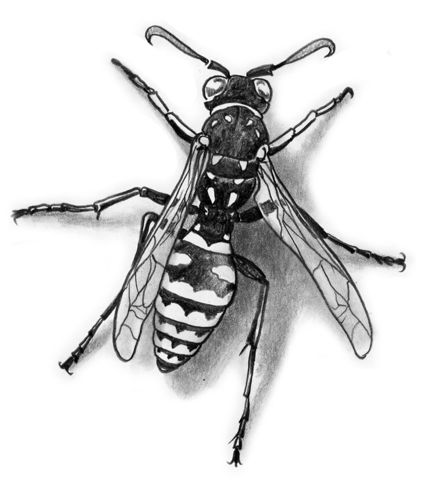 a black and white drawing of a fly