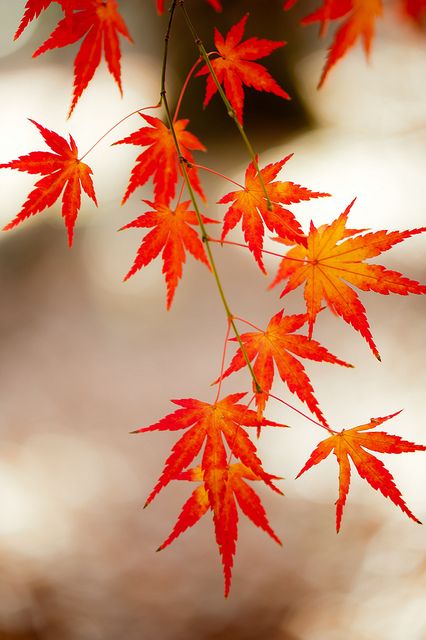 some red leaves are hanging from a branch