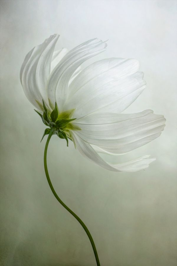 a large white flower is in the middle of an image on a canvas wall art print