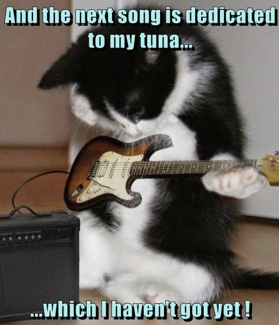 a black and white cat playing with an electric guitar