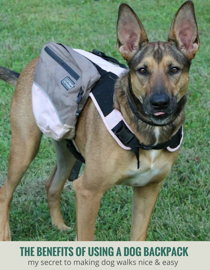 a dog with a backpack on it's back standing in the grass and looking at the camera