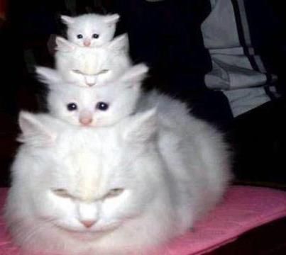 three white cats sitting on top of each other in front of a pink pillow and lamp