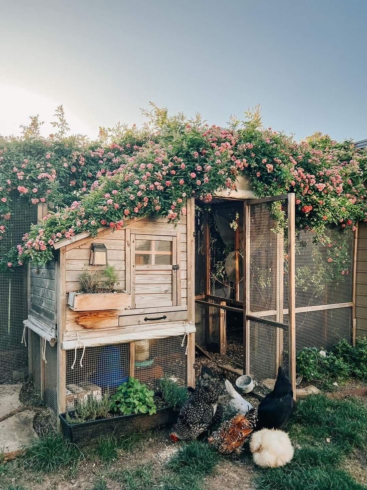 chickens and roosters in their coop with flowers growing on the roof top, next to an old chicken house