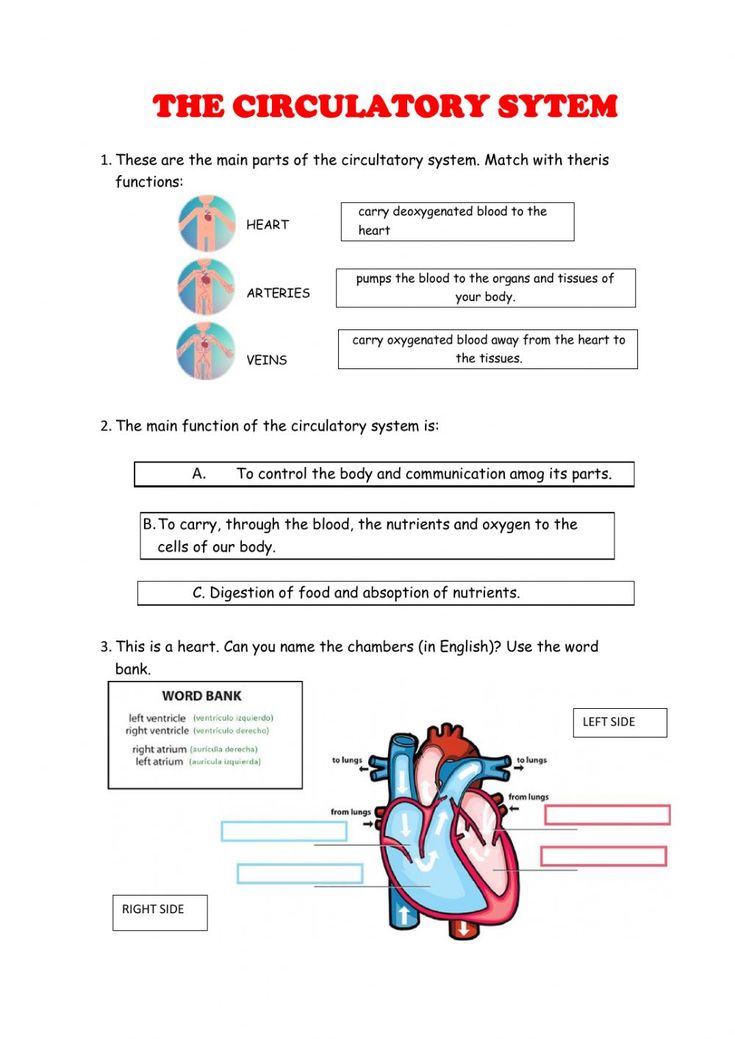 the circulator system worksheet is shown in red and blue, as well as