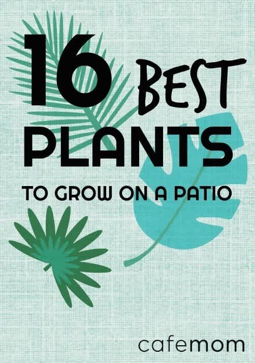 the title for the book, 16 best plants to grow on a patio