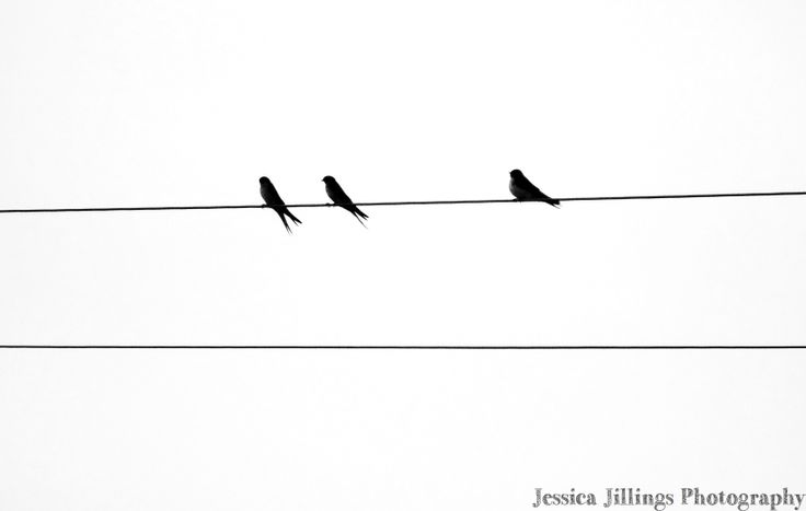 three birds sitting on top of an electric wire