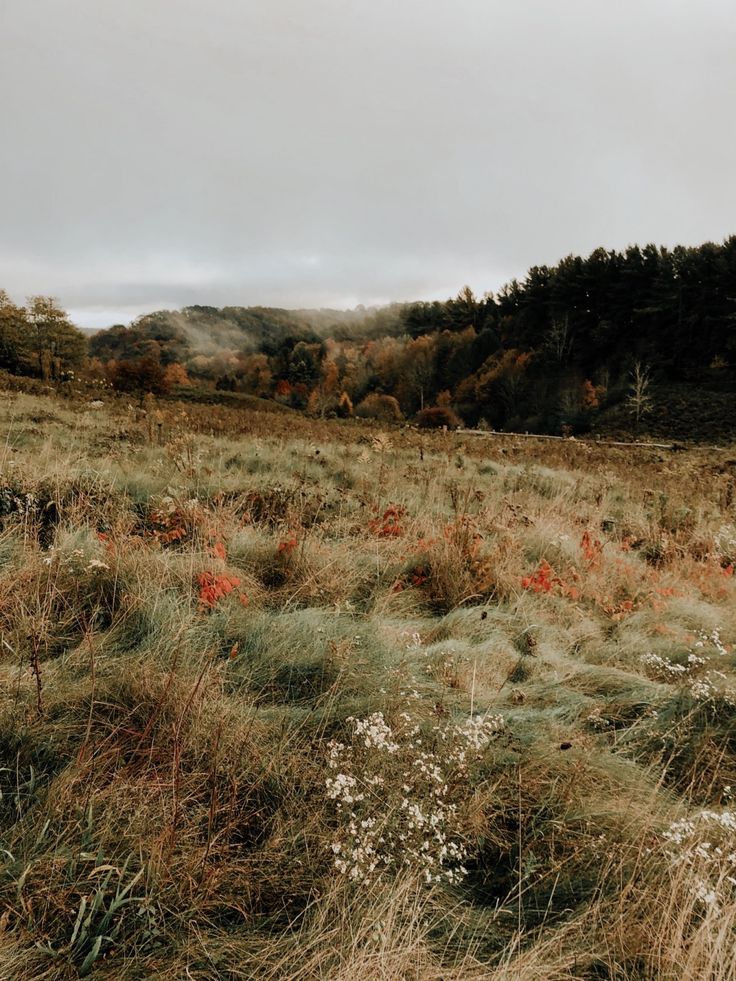 an open field with tall grass and trees in the background on a foggy day