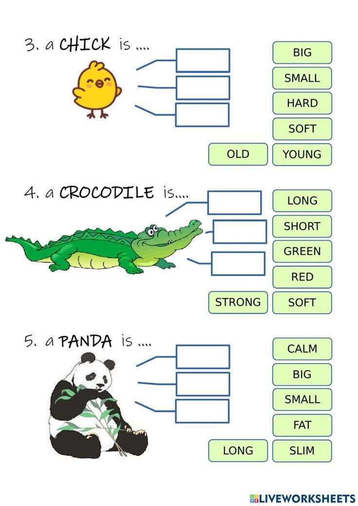 an animal worksheet with words and pictures