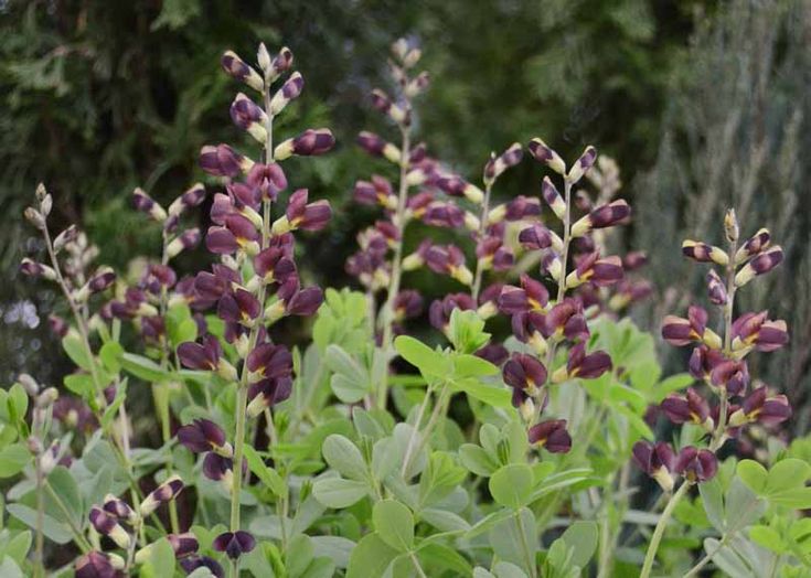 purple flowers are blooming in the garden