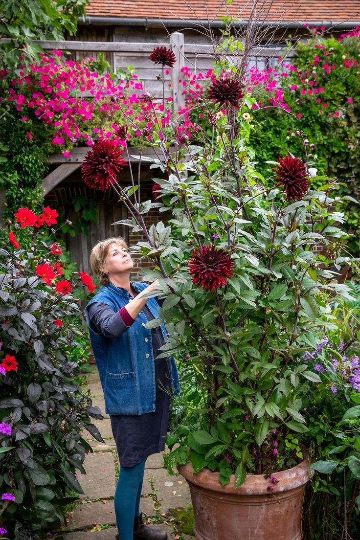 a woman standing next to a large potted plant with red flowers on it's side