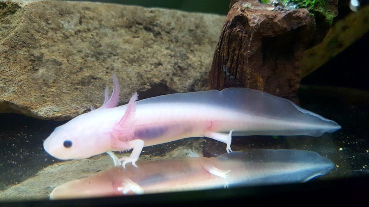 a pink and white fish in an aquarium