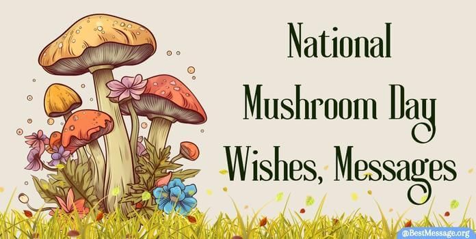 National Mushroom Day Cute Mushroom Sayings, Mushroom Sayings, Mushroom Quotes, Happy Mushroom, Messages Quotes, Cute Mushroom, Wishes Messages, October 15, Day Wishes