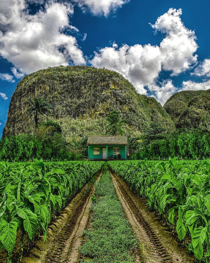 a field with lots of green plants in front of a mountain