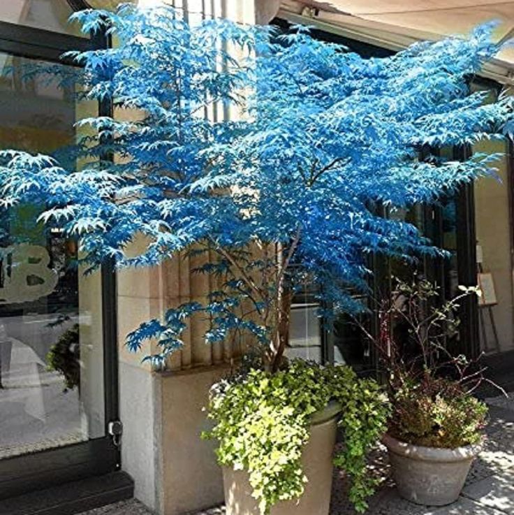 a blue tree sitting in front of a building