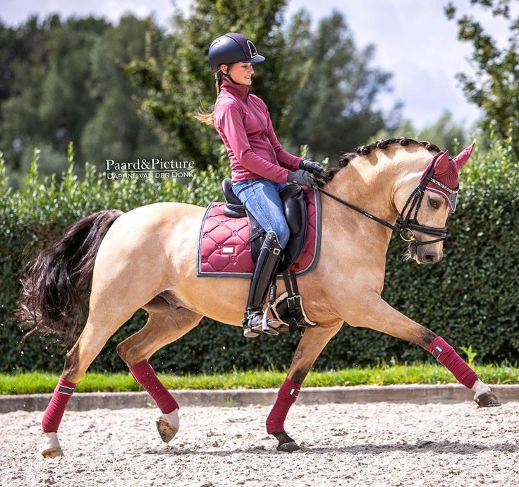 Cool Horse Coats, Dressage Photography, Chestnut Dressage Horse, Chesnut Horses Dressage, Liver Chestnut Warmblood, Different Horse Breeds, Horse Riding Aesthetic, Buckskin Horse, Horse Brand