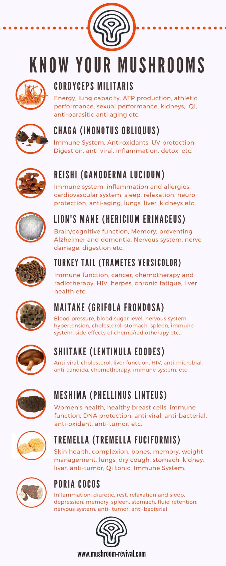 Adaptogen Mushroom Benefits, Mushrooms For Healing, Turkey Tail Benefits, Tremella Mushroom Recipes, Maitake Mushroom Benefits, Maitake Benefits, Medicinal Mushroom Benefits, Turkey Tail Mushroom Recipes, Cordyceps Mushroom Benefits