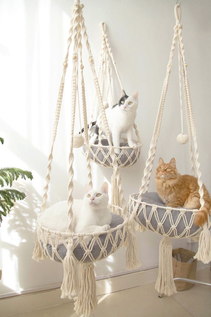 two cats sitting in a hammock hanging from the ceiling