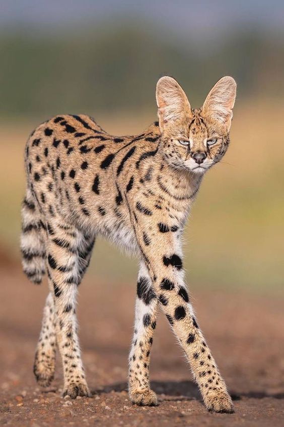 a close up of a small cat on a dirt ground with grass in the background