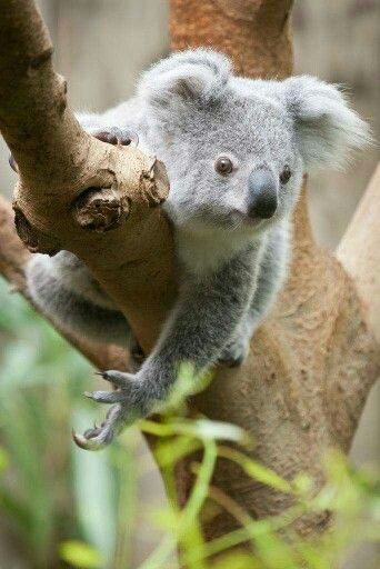 a koala bear sitting on top of a tree branch