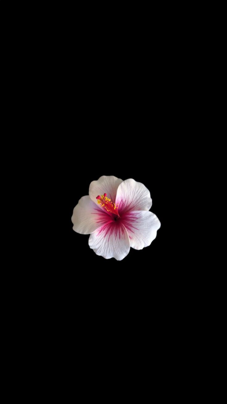 a white and pink flower is floating in the air on a black background with space for text