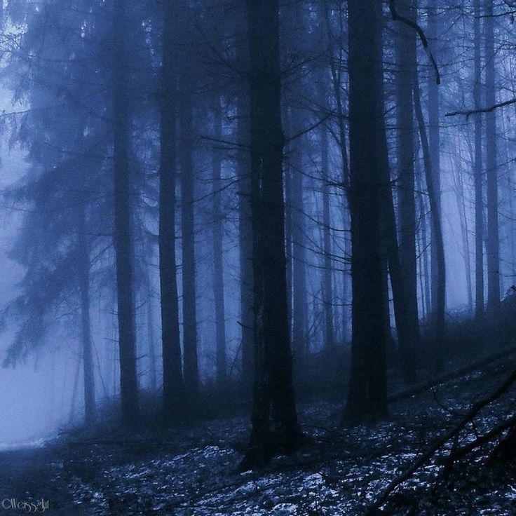 a foggy forest filled with lots of trees and leaves in the dark blue light