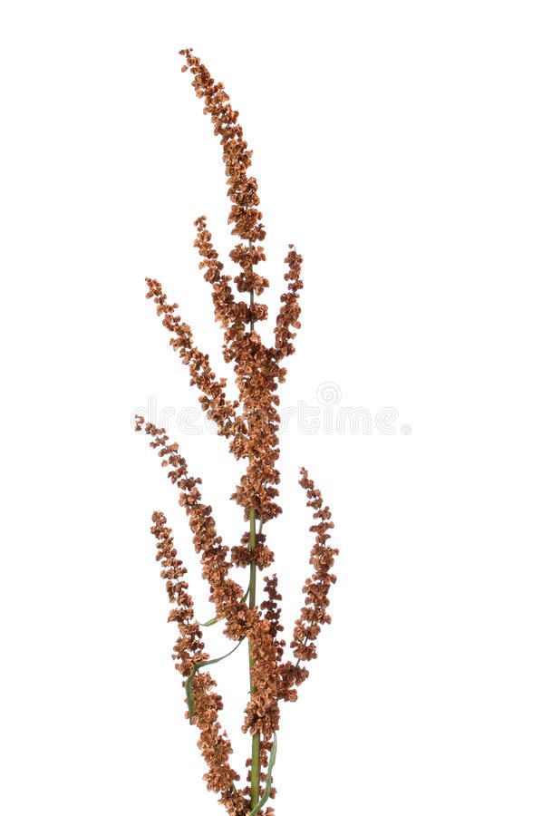 a tall plant with lots of brown flowers in it's centerpiece, against a white background