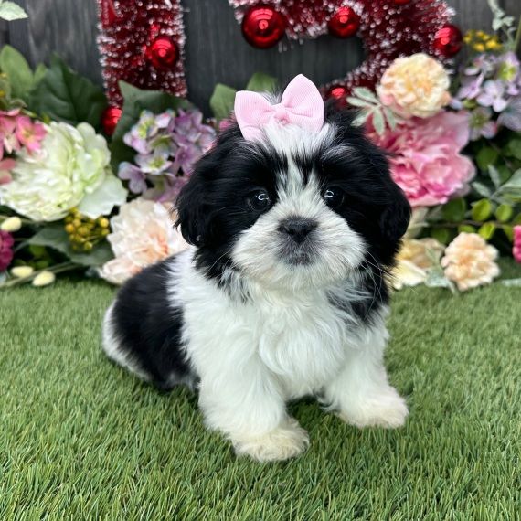 a small black and white dog with a pink bow sitting in the grass next to flowers