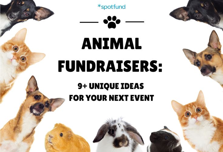 a group of dogs and cats with the text animal fundraisers unique ideas for your next event